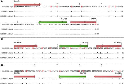 Developing, Modifying, and Validating a TaqMan Real-Time PCR Technique for Accurate Identification of Leishmania Parasites Causing Most Leishmaniasis in Iran